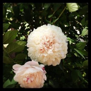 Meet your Posher, Meghan